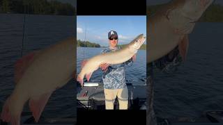 Massive Musky on Rainy Lake MN fishingadventure minnesotafishing muskyfishing [upl. by Anaitsirhc754]