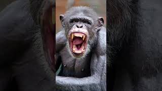 CHIMPS Launch VICIOUS Attack on Innocent Man Over a BIRTHDAY CAKE 🐒🎂😱 shorts [upl. by Sheena]