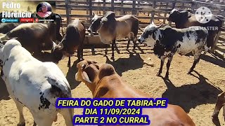 Feira de Gado de TabiraPE  Preços no Curral dia 11092024 [upl. by Cirda]