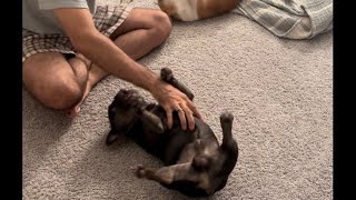 Growling sessions😂dog bulldog frenchie puppy doglover frenchbulldog dogs dogsvideo cute [upl. by Palermo]