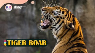 Tiger Tiger Roar Tiger sound the sound of a tiger growling [upl. by Ledah]