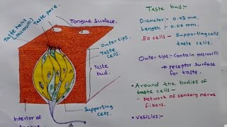 Taste Bud  Structure and function [upl. by Wesle]