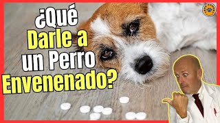 🚑 ¿QUE DARLE A UN PERRO ENVENENADO 🚑 [upl. by Enomaj419]