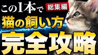 【最速で猫を飼う】猫の暮らしに少しでも不安のある方は絶対見てください [upl. by Ettenrahs]