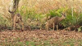 Blacktail deer attempting to mate [upl. by Naamann381]