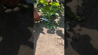 stem spinachshortsfarming agricultureforyou [upl. by Else]