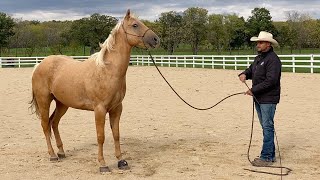 Horse Training Insights Transforming a Distracted Horse with Effective Groundwork [upl. by Fabiolas]