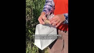 Collecting Milkweed Seed [upl. by Idette]