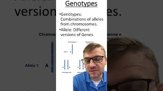 Genotypes Vs Alleles [upl. by Phillie]