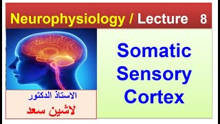 Somatic sensory cortexLashin دلاشين [upl. by Navy]