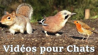 Vidéos Pour Les Chats  Petits Oiseaux Partout [upl. by Reisch10]