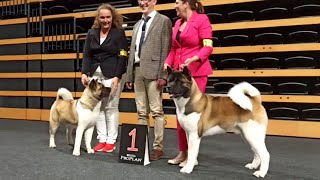 American Akita Show  CACIB Oldenburg 2023 [upl. by Eivol321]