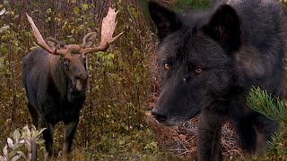 AU PAYS DU LOUP avec Gisèle Benoit Épisode 4 – Un orignal appelé Brutus [upl. by Cj]