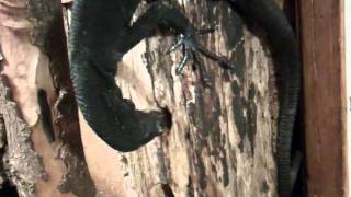 Forelimbassisted extractive foraging in the black tree monitor Varanus beccarii [upl. by Ecnaret]