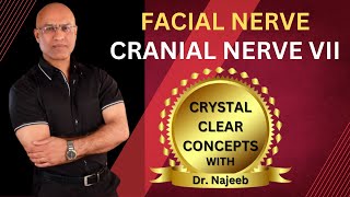 Facial Nerve  Cranial Nerve VII  Neurology  Neuroanatomy🩺 [upl. by Brianne]