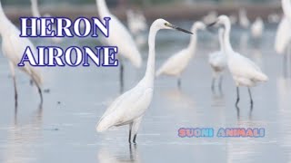 IL VERSO DELLAIRONE  Suoni Animali  HERON SOUND  ANIMAL SOUNDS [upl. by Otrevlig240]