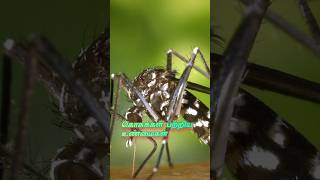 Interesting facts about mosquito mosquito relaxing relaxingmusic [upl. by Ateikan]