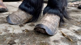 Neglected Pony Hoof Trimming And Five Month Update [upl. by Tressa]