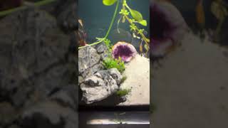 Fully Live Planted Aquascape Tank With Sand Path [upl. by Jabin]