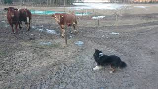 Shetland sheepdog Sammy trying to be brave herding the cattle 2032020 [upl. by Svetlana]