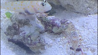 Pistol Shrimp and Orange Spotted Goby Pair Burrow  Symbiotic Relationship In Action [upl. by Erme768]