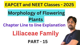 Liliaceae Family  Morphology of Flowering Plants  Part 15 [upl. by Nnahaid]