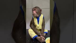 Oh  Can CUTIS try new dishes cutis monkey shortvideo [upl. by Otreblada]