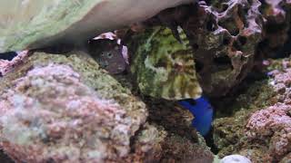 Aiptasia eating filefish the pest cleaner Acreichthys tomentosus [upl. by Camfort]