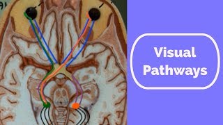 Visual Pathways [upl. by Htebirol]