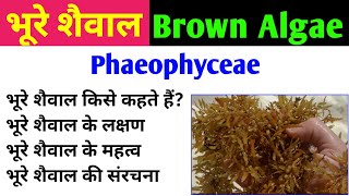 भूरे शैवाल  Brown Algae  phaeophyta  phaeophyceae  characteristics and importance of brown algae [upl. by Redwine254]