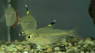 X ray tetra at Tyne Valley Aquatics near Newcastle [upl. by Verlie67]