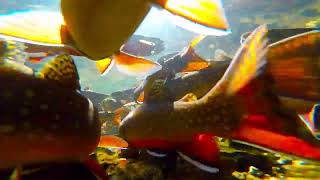 Underwater View of Spawning Brook Trout in a Tiny Creek [upl. by Liscomb831]