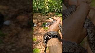 I Caught My First Grass Snake Natrix helvetica reptiles snakes thenetherlands shorts [upl. by Einner]