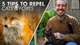 5 Tips to Protect your Garden from Cats and Foxes [upl. by Serolod]