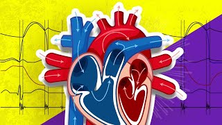 Biology revision Heart structure and the cardiac cycle [upl. by Arykat]