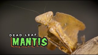 Creature Feature Dead Leaf Mantis [upl. by Criswell566]