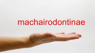 How to Pronounce machairodontinae  American English [upl. by Inglis]