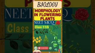 Morphology In Flowering Plants MCQ 3 shorts ytshorts neet education biology leaf gk neettak [upl. by Zaid907]