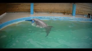 Undercover in Dolphinarium [upl. by Amelus]