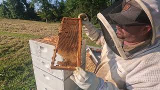 How To Move A Honey Bee Swarm Into A New Hive [upl. by Nosemaj112]