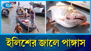 পদ্মা নদীতে জেলেদের জালে ধরা পড়ছে লাখ লাখ টাকার পাঙ্গাস  Pangas Padma river  RtvNews [upl. by Yorgen]