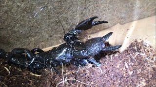 Emperor Scorpion Feeding [upl. by Goldwin265]