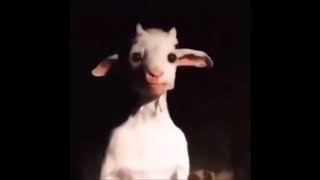 Standing goat meme [upl. by Eignat]