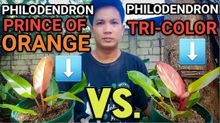 TRICOLOR VS PRINCE OF ORANGE •PHILODENDRON VS PHILODENDRON • plantzilla bhl [upl. by Ojadnama]