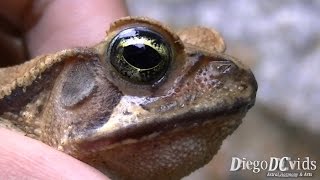 Rhinella abei  Beaked Toads Bufonidae Sapo cururú [upl. by Nishom]