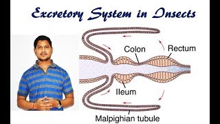 Lecture 11 Excretory system in insects [upl. by Itin220]