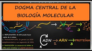 DOGMA CENTRAL DE LA BIOLOGÍA MOLECULAR REPLICACIÓN TRANSCRIPCIÓN TRADUCCIÓN Explicación [upl. by Eelarol]