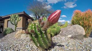 Night Blooming Giant Argentine Cereus cactus Timelapse [upl. by Alek875]