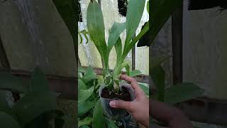 Gramma Scriptum 75rb orchid anggrek garden farming bunga agriculture tanamanhias gardening [upl. by Lebasiairam]