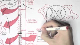 Neurology  Spinal Cord Introduction [upl. by Endora]